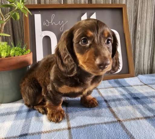 Dachshund Puppy for sale in Austin, TX, USA